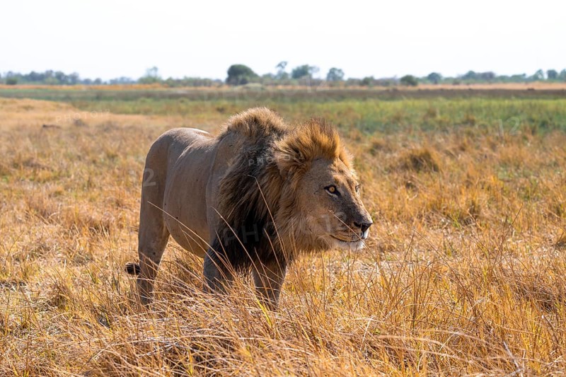Maned lion (Panthera Leo) lurking in grass, savanna, Savuti, Chobe National Park, Botswana