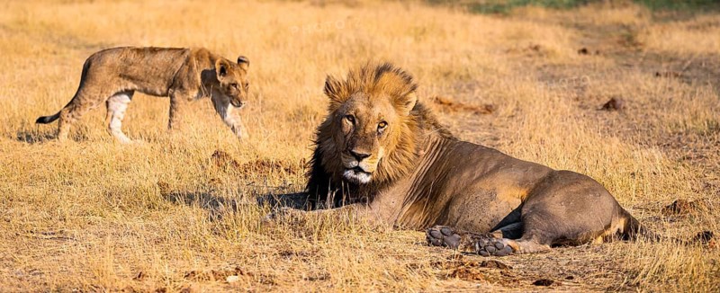 Maned lion and young animals, lion (Panthera Leo) lying in grass, savuti, Chobe National Park National Park, Botswana