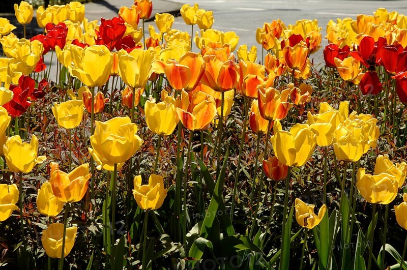 Garden tulips (Tulipa gesneriana), tulip bed