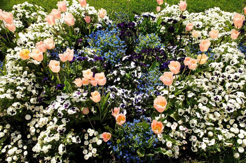 Garden tulips (Tulipa gesneriana), tulip bed, pansies in between, garden pansies (Viola wittrockiana)