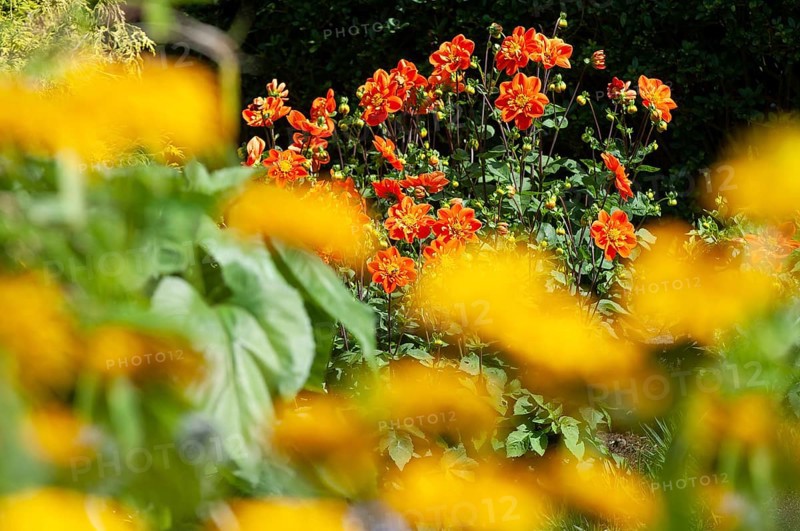 Dahlia (Dahlia pinnata)