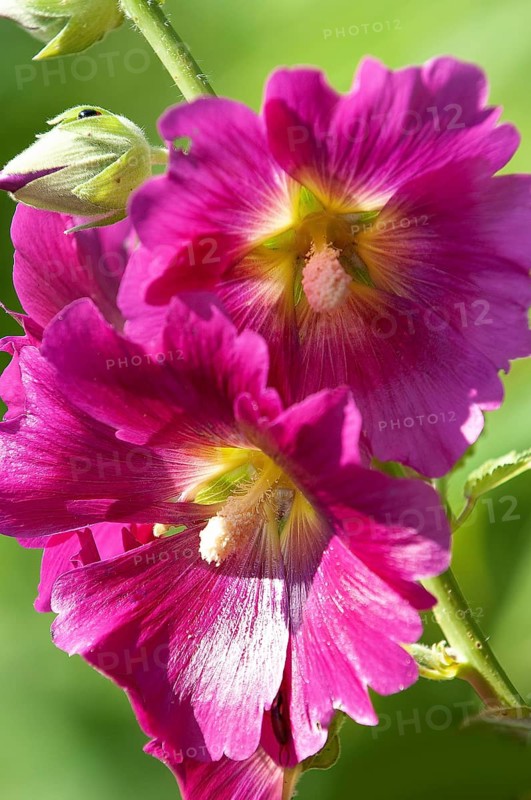 Common hollyhock, hollyhock, hollyhock, garden hollyhock, farmer's rose (Alcea rosea), flowers