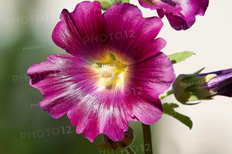 Common hollyhock, hollyhock, hollyhock, garden hollyhock, farmer's rose (Alcea rosea), flower