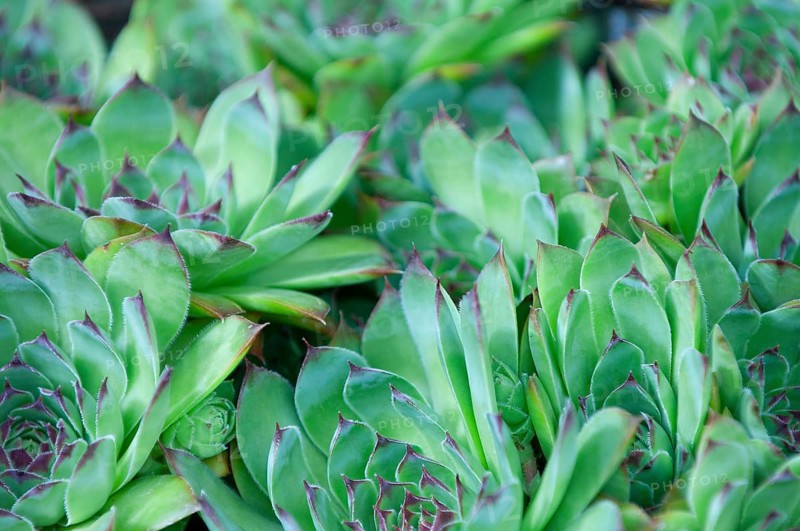 Badger houseleek, common houseleek, thunderwort, alpine houseleek, thunderwort, weatherwort (Sempervivum tectorum)