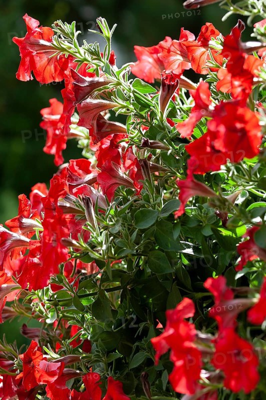 Hanging petunia, garden petunia (Petunia atkinsiana)