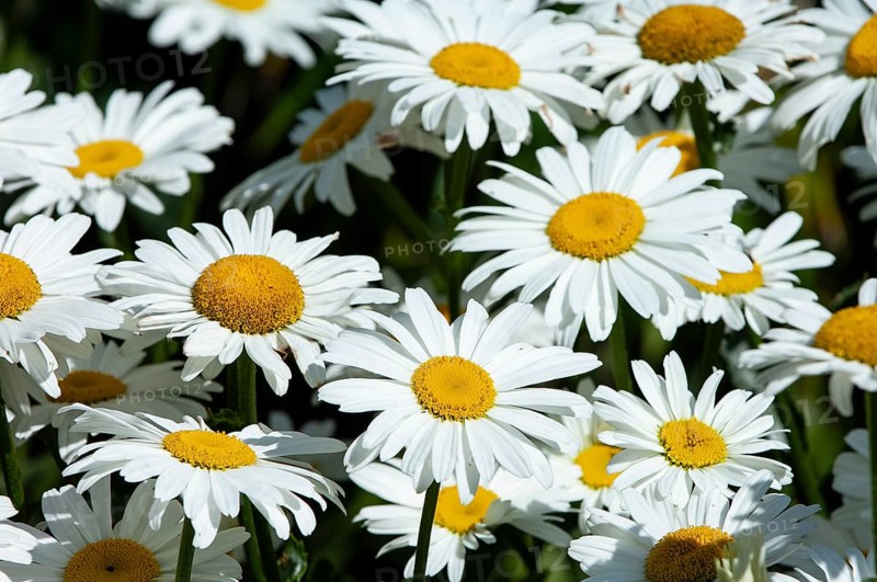 Garden daisy, Pyrenean daisy tite (Leucanthemum maximum)