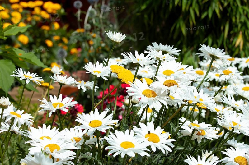 Garden Margarite, Pyrenean Margarite (Leucanthemum maximum)