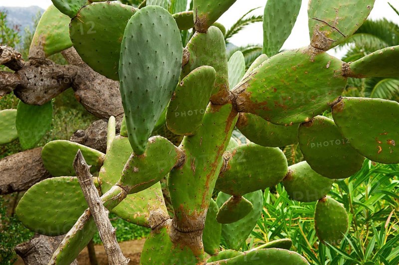 Common prickly pear cactus (Opuntia ficus-indica)