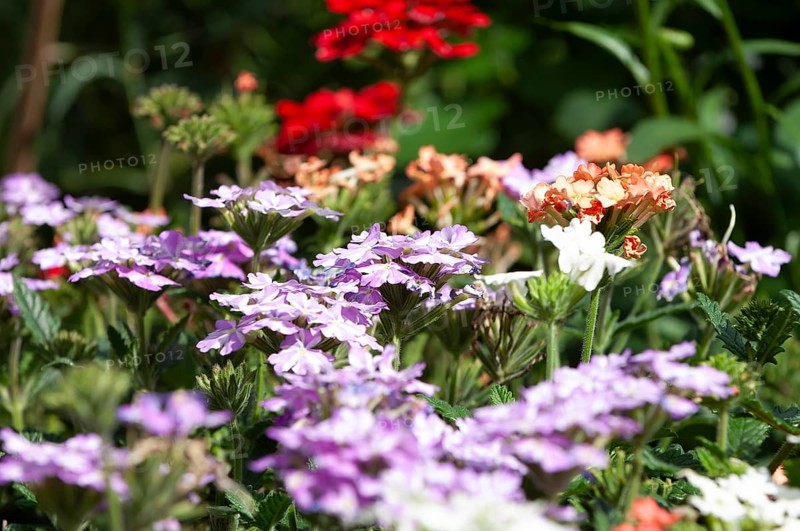 Verbena (Glandularia x hybrida)