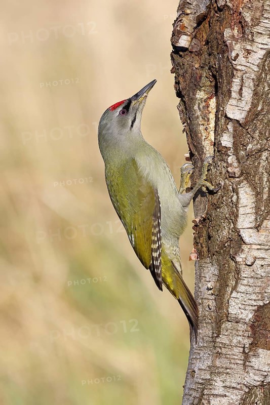 Grey woodpecker (Picus canus), male sitting on the trunk of a grey birch tree (Betula populifolia), wildlife, woodpeckers, birds, nature photography, Wilnsdorf, North Rhine-Westphalia, Germany