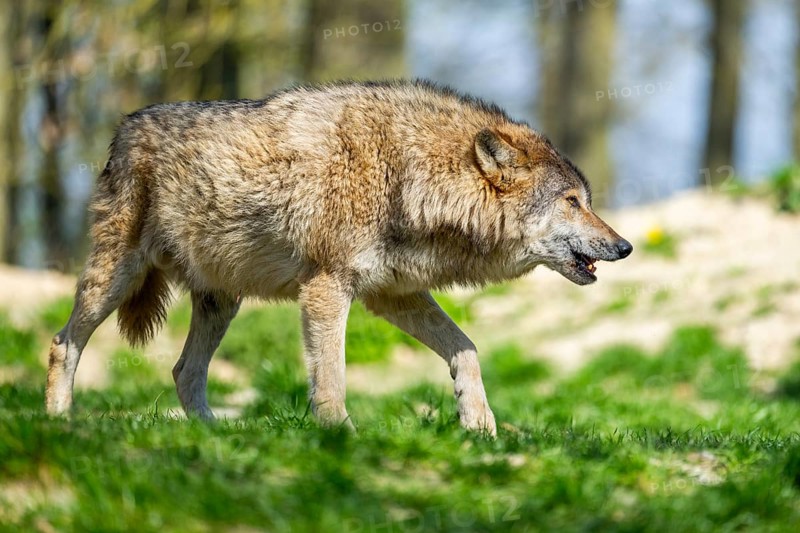 Eastern wolf (Canis lupus lycaon) walking on a meadow, Bavaria, Germany