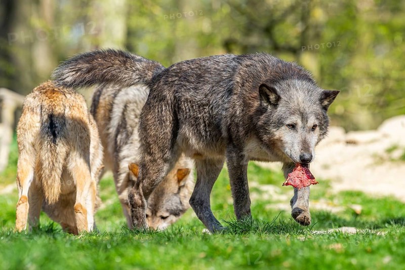 Eastern wolf (Canis lupus lycaon) standing on a meadow, Bavaria, Germany