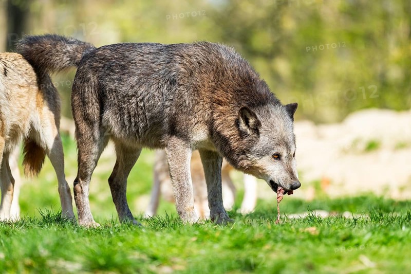 Eastern wolf (Canis lupus lycaon) standing on a meadow, Bavaria, Germany