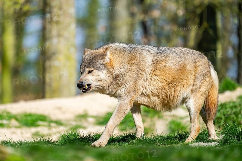 Eastern wolf (Canis lupus lycaon) walking on a meadow, Bavaria, Germany