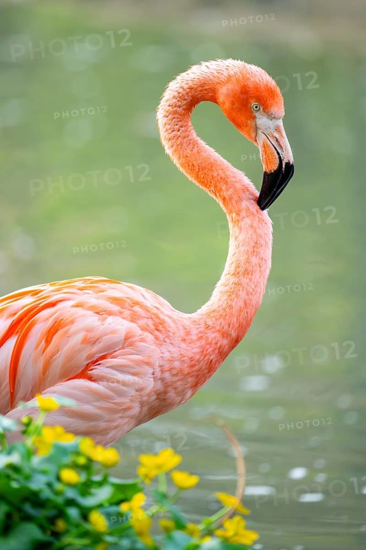 American flamingo (Phoenicopterus ruber), portrait in the water, Germany