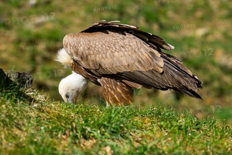 Eurasian griffon vulture (Gyps fulvus) standing on the ground, Bavaria, Germany