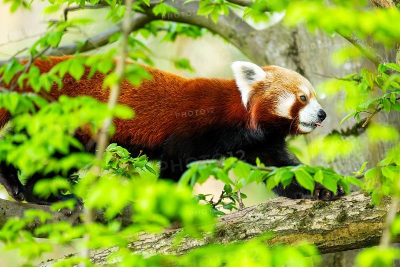 Red panda (Ailurus fulgens) walking on a tree, Germany