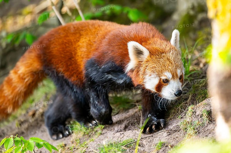 Red panda (Ailurus fulgens) walking on the ground, Germany