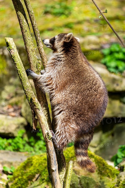 Common raccoon (Procyon lotor) climbing up a tree, Bavaria, Germany