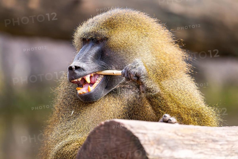 Guinea baboon (Papio papio), portrait, captive, Bavaria, Germany