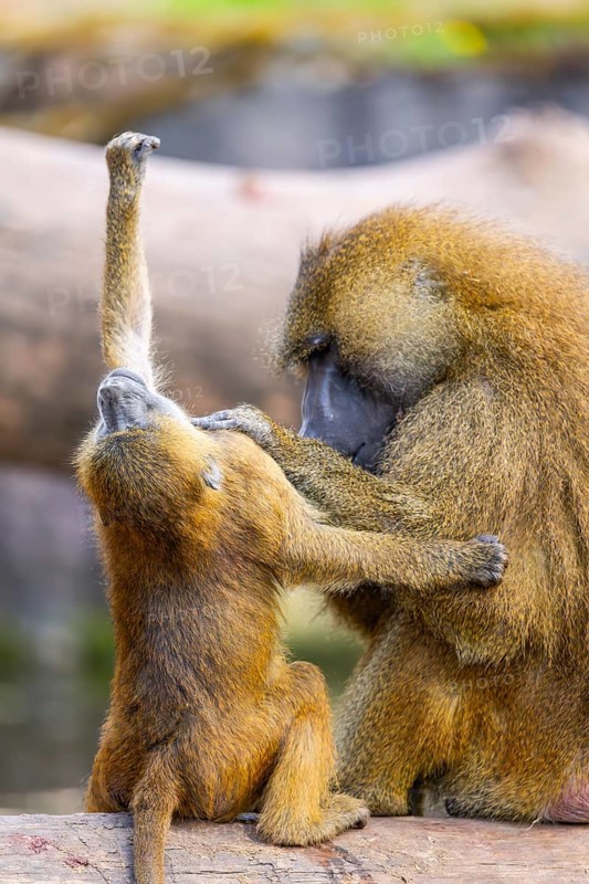 Guinea baboon (Papio papio) mother with her youngster during delousing, captive, Bavaria, Germany