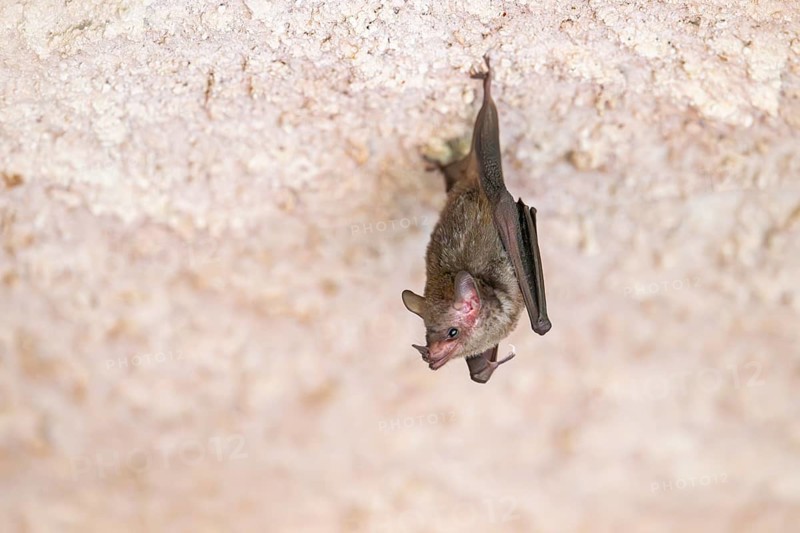Lesser mouse-eared myotis (Myotis blythii) bat hanging on a wall, Bavaria, Germany