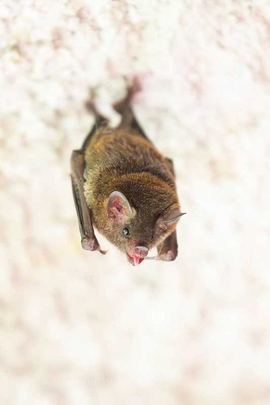 Lesser mouse-eared myotis (Myotis blythii) bat hanging on a wall, Bavaria, Germany