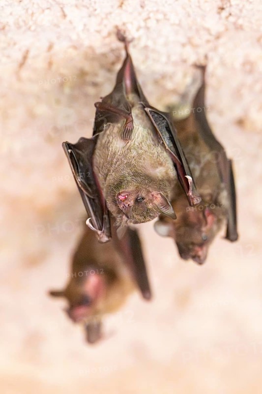 Lesser mouse-eared myotis (Myotis blythii) bats hanging on a wall, Bavaria, Germany