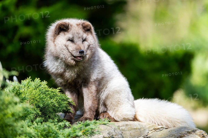 Arctic fox (Vulpes lagopus) sitting on a rock, Bavaria, Germany