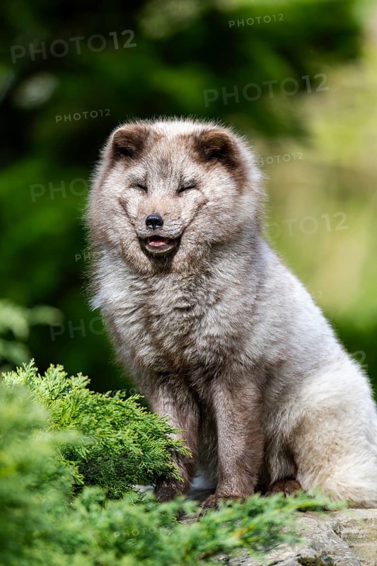 Arctic fox (Vulpes lagopus) sitting on a rock, Bavaria, Germany