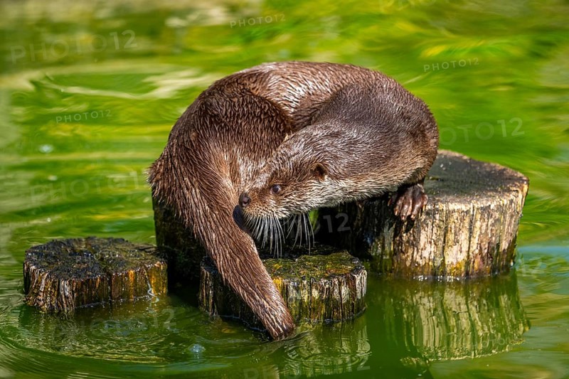 Eurasian otter (Lutra lutra) on a tree trunk in the water of a little lake, Bavaria, Germany