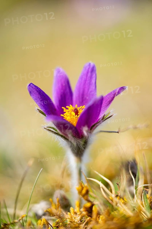 Pasque flower (Pulsatilla vulgaris), blooming, sunset, Bavaria, Germany