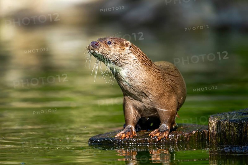 Eurasian otter (Lutra lutra) on a tree trunk in the water of a little lake, Bavaria, Germany