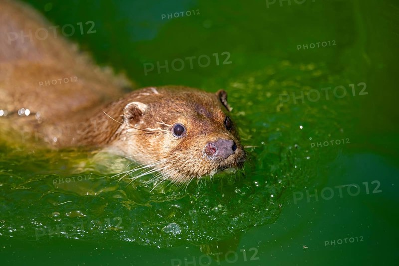 Eurasian otter (Lutra lutra) swimming in the water of a little lake, Bavaria, Germany