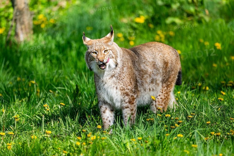 Eurasian lynx (Lynx lynx), walking on a meadow, Bavaria, Germany