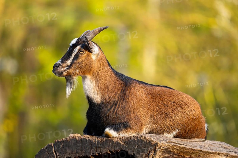 Domestic goat (Capra hircus) lying on a rock, Bavaria, Germany