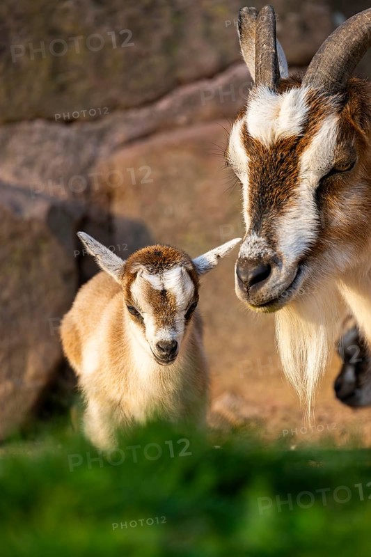 Domestic goat (Capra hircus) mother with her youngster, Bavaria, Germany