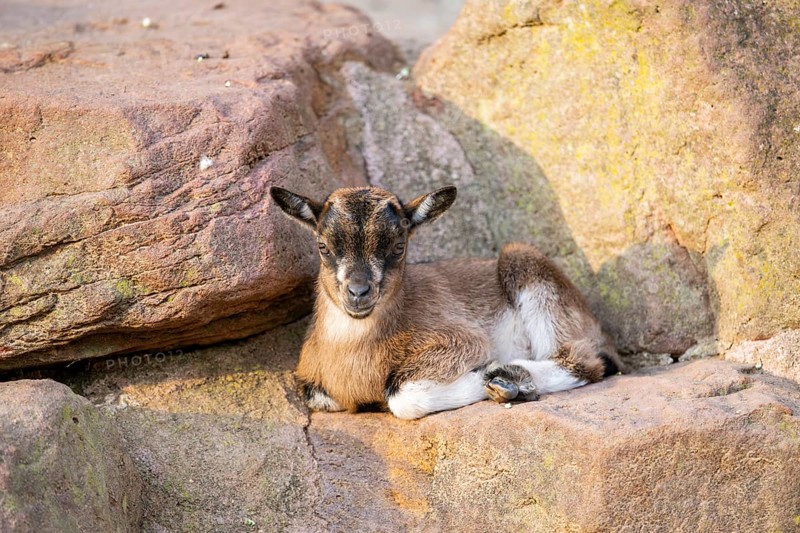 Domestic goat (Capra hircus) youngster lying on the ground, Bavaria, Germany