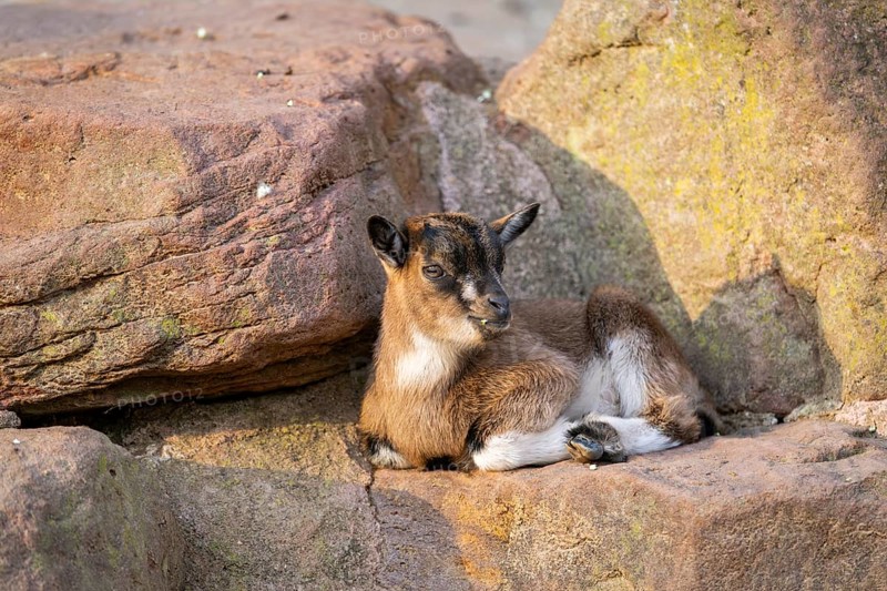 Domestic goat (Capra hircus) youngster on a rock, Bavaria, Germany