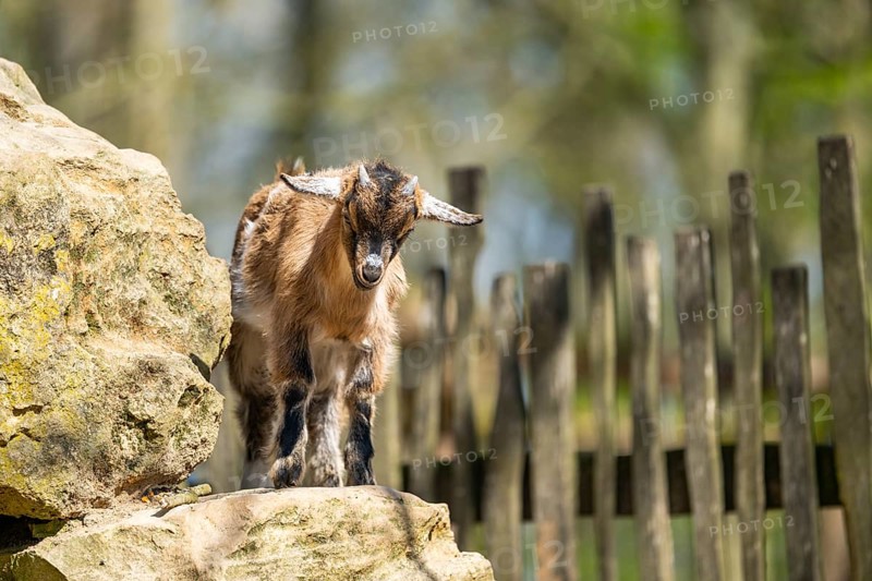 Domestic goat (Capra hircus) standing on a rock, Bavaria, Germany