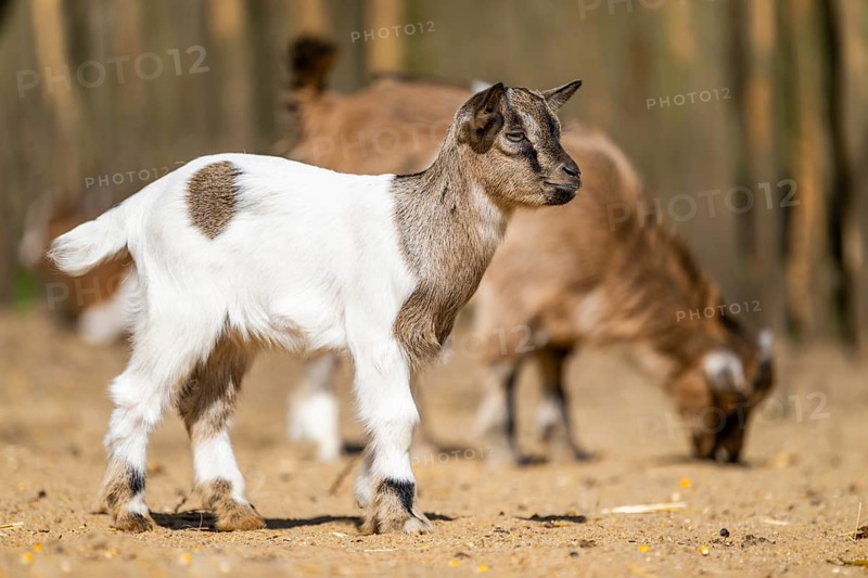Domestic goat (Capra hircus) youngster standing on the ground, Bavaria, Germany