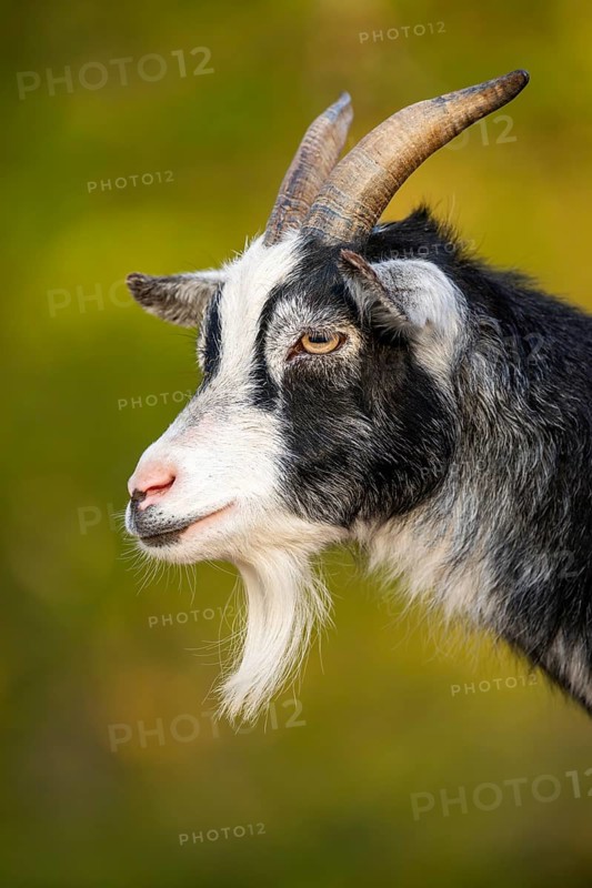 Domestic goat (Capra hircus), portrait, Bavaria, Germany