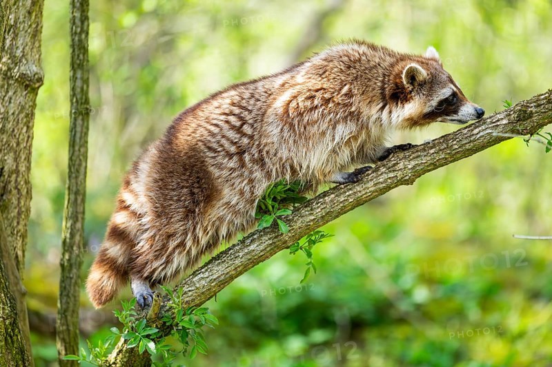 Common raccoon (Procyon lotor) climbing up a tree, Bavaria, Germany