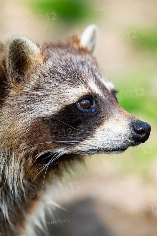 Common raccoon (Procyon lotor), portrait, Bavaria, Germany