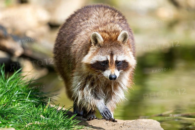 Common raccoon (Procyon lotor) walking on the ground, Bavaria, Germany