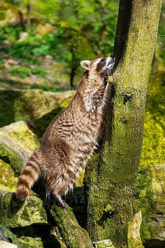 Common raccoon (Procyon lotor) climbing up a tree, Bavaria, Germany