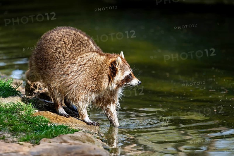 Common raccoon (Procyon lotor) on the watershore, Bavaria, Germany