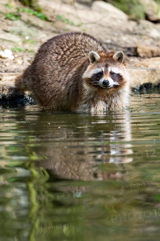Common raccoon (Procyon lotor) in the water of a little lake, Bavaria, Germany