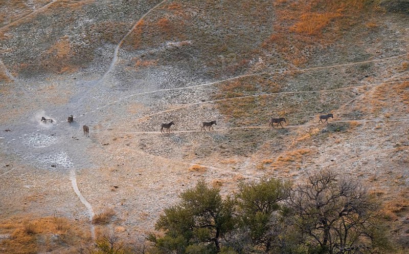 Steppe zebras (Equus quagga) rolling in dust, savanna landscape with yellow grass, aerial view, Okavango Delta, Botswana