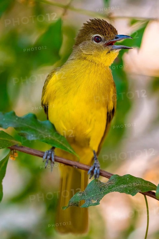 Yellow-bellied Greenbul (Chlorocichla flaviventris), Yellow-bellied Greenbul, Zambezi Region, Caprivi Strip, Namibia